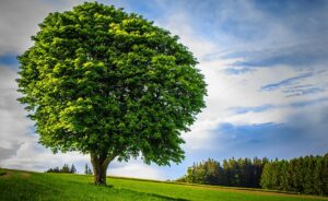 big tree lonely handsome age