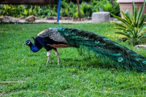 peacock