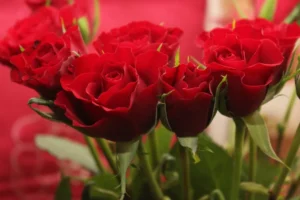 rose